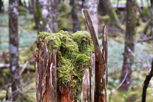 苔むして 苔むしての写真