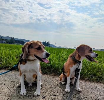 Two beagles and blue sky, JPG