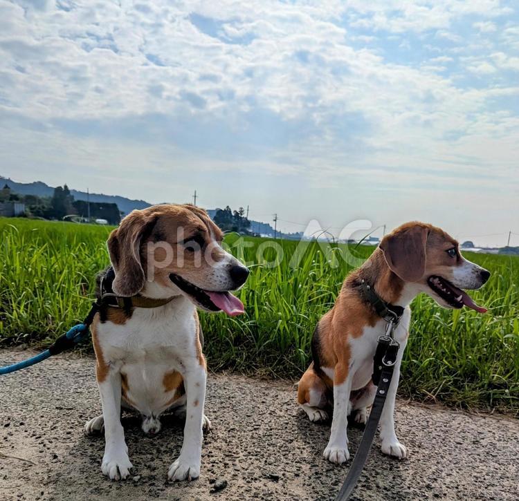 2頭のビーグルと青空 犬,ビーグル,ペットの写真素材