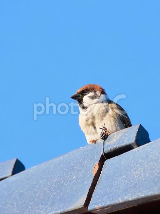早朝の青空背景の瓦屋根の上の１羽のスズメ 雀,スズメ,鳥の写真素材