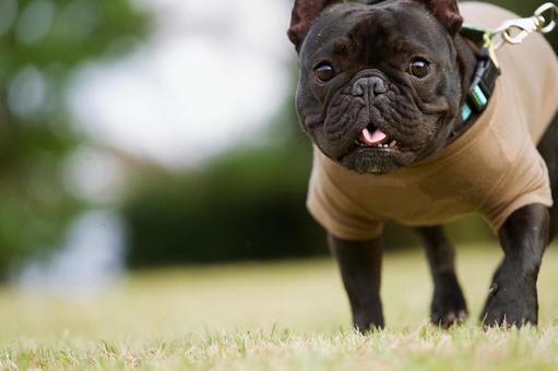 フレンチブルドッグのポートレート 犬,フレンチブルドッグ,いぬの写真素材