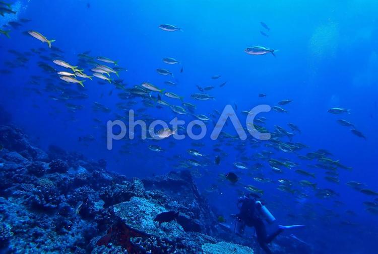 ダイバーと魚の群れ２ ダイビング,海,スキューバダイビングの写真素材