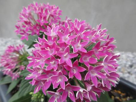 Pink Pentas 006, JPG Pink Pentas 006, JPG