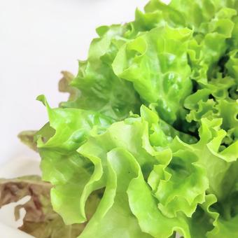 瑞々しいレタス 瑞々しいレタス レタス,野菜,サラダの写真素材