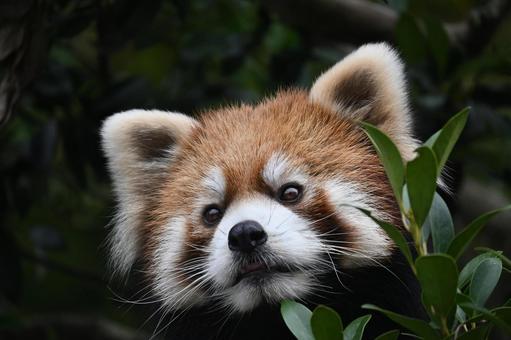 レッサーパンダ レッサーパンダの写真