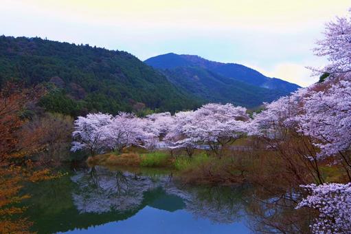 さくらの里公園の桜2025-5 さくらの里公園の桜2025-5の写真