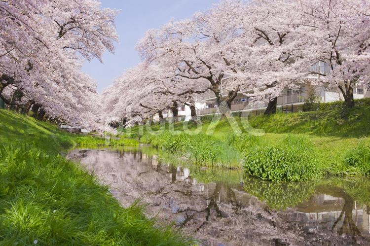 背景　川沿いの桜 背景,桜,花の写真素材