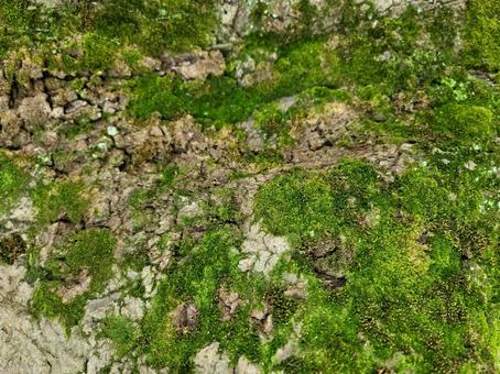 樹皮 苔 こけ 樹皮 苔 こけ 樹皮,夏,テクスチャの写真素材