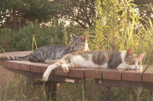 ねこ ねこ ねこ,野良,動物の写真素材