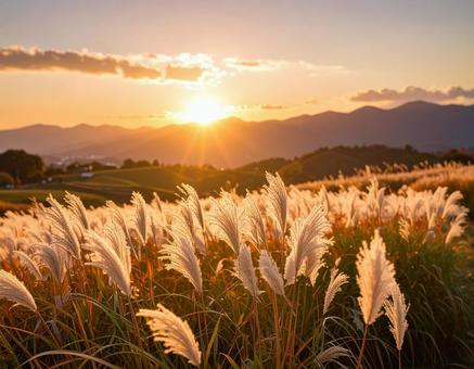 夕日に染まるススキ 夕日に染まるススキの写真