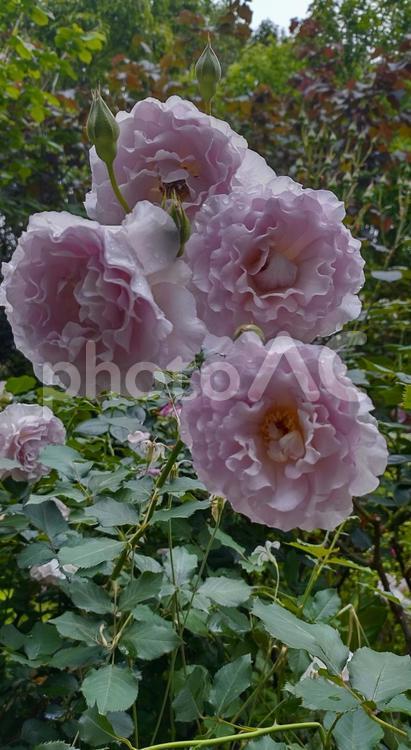 薔薇ニュー・ウェーブ、引き寄せられる美 バラ,秋,春の写真素材