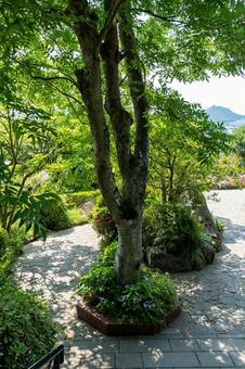 Photo, nagasaki, minamiyamate, glover garden, 