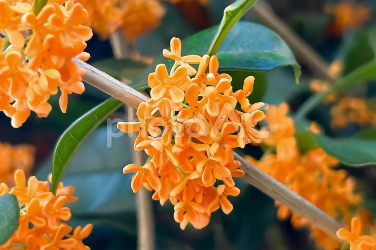 オレンジ色が美しい甘い香りのキンモクセイ キンモクセイ,秋,花の写真素材