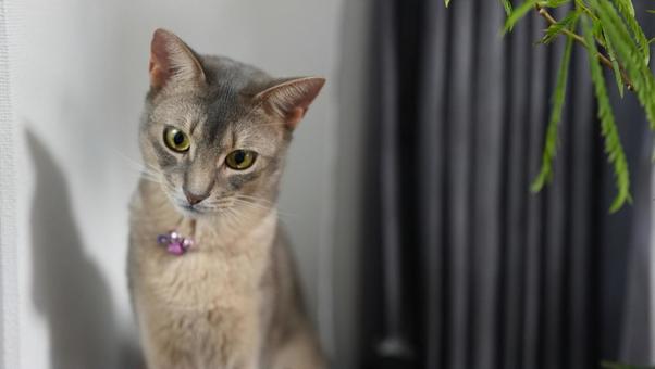 Photo, gato, abisinio, azul, 
