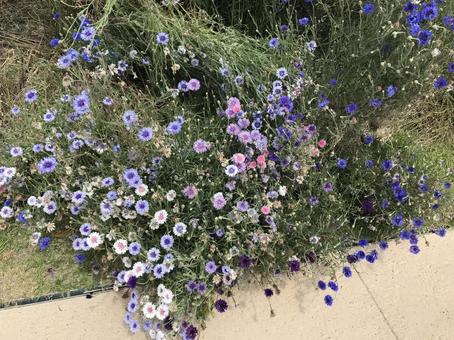 Photo, flower, plant, natural, 