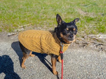 散歩する小型犬・チワワ・ミニピン 散歩する小型犬・チワワ・ミニピン 犬,わんこ,ペットの写真素材