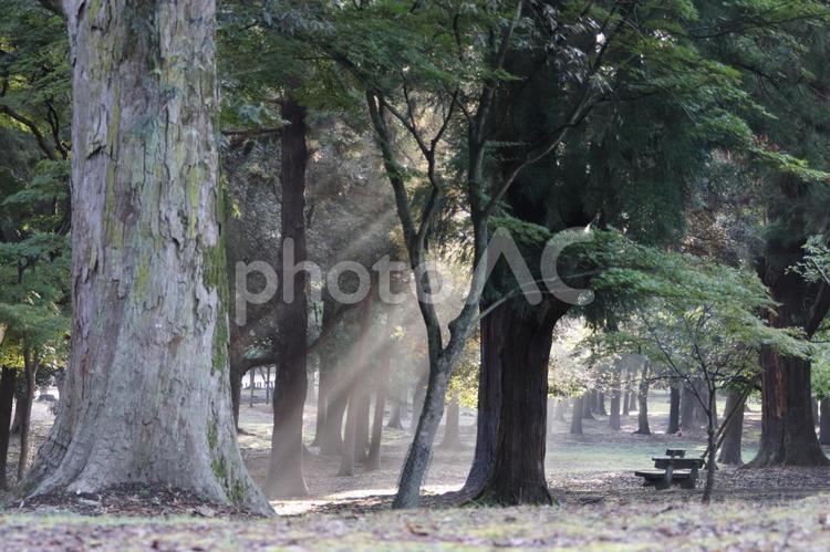 奈良公園での木漏れ日 木漏れ日,天使のはしご,天使の梯子の写真素材
