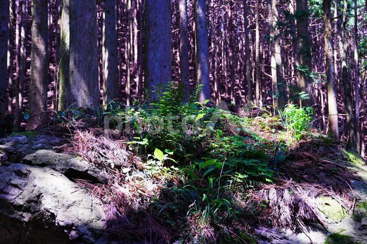 森の中（滋賀県比良山） 森,木,緑の写真素材