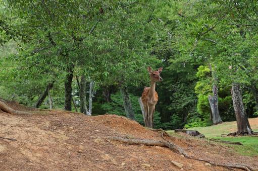 奈良公園の鹿 奈良公園の鹿の写真