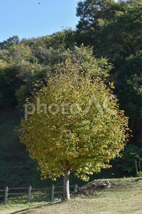 初冬の伊勢原塔の山緑地公園の紅葉 神奈川県立伊勢原塔の山緑地公園,紅葉,晩秋の写真素材