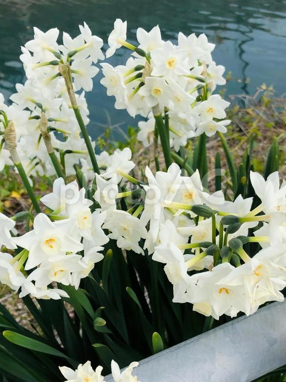 水仙の花と川面 水仙,花,白い花の写真素材