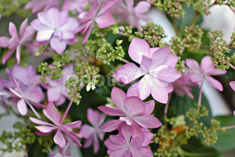 アジサイの花束6 アジサイ,紫陽花,あじさいの写真素材