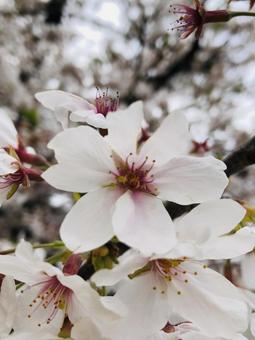 桜の写真