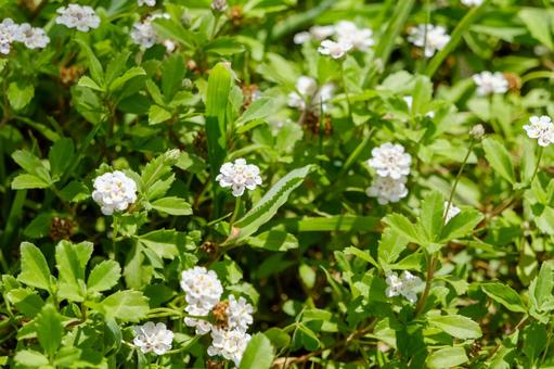 緑の中に咲くリッピアの小さな白い花 リッピア,花,白の写真素材