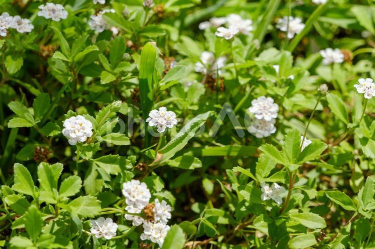 緑の中に咲くリッピアの小さな白い花 リッピア,花,白の写真素材
