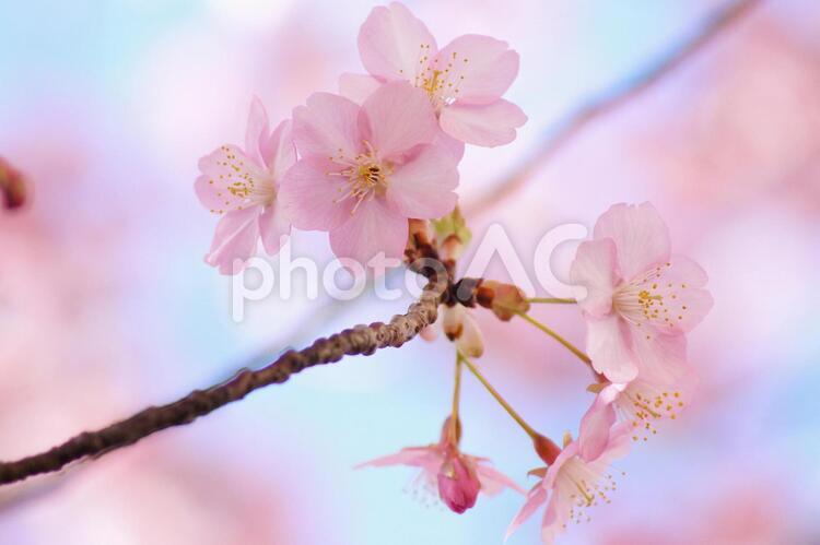 早咲き桜-98 桜,カワヅザクラ,2月の写真素材