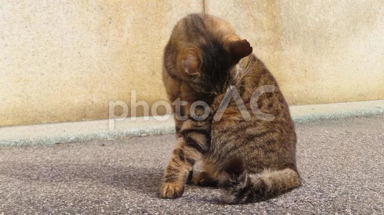 日向ぼっこと毛繕いが日課のモフモフな猫様 猫,キジトラ,毛繕いの写真素材