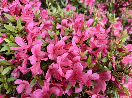 A cluster of pink Satsuki azalea flowers in full bloom, JPG A cluster of pink Satsuki azalea flowers in full bloom, JPG