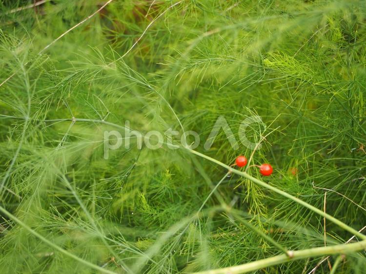 アスパラガス　赤い実 アスパラ,アスパラガス,野菜の写真素材