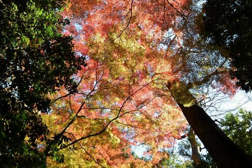 Autumn leaves seen from below, JPG
