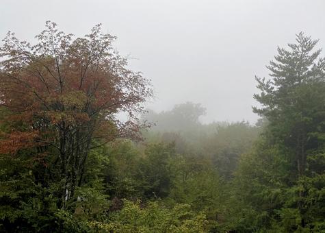 霧のかかった林 初秋,霧の中,山林の写真素材
