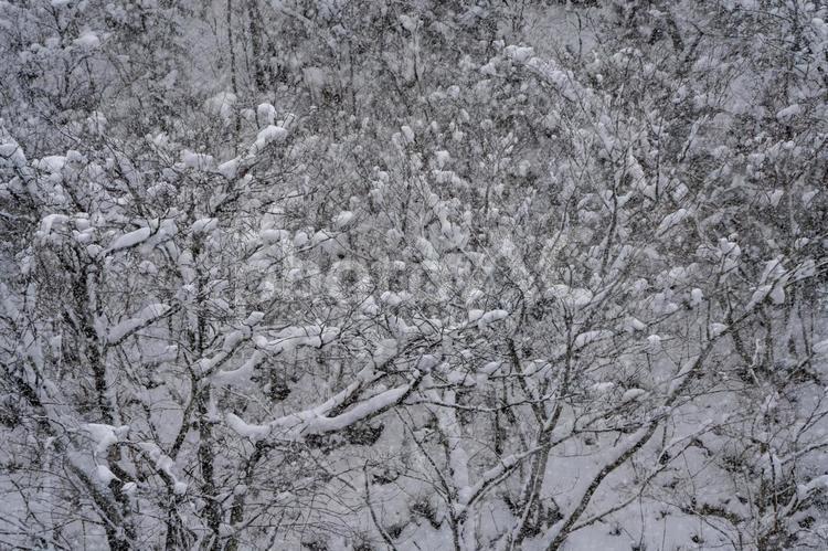 雪が積もった枯れた木の枝 豪雪地帯,積雪,大山の写真素材