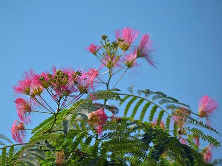 Nemuno tree flowers and blue sky 1, JPG Nemuno tree flowers and blue sky 1, JPG