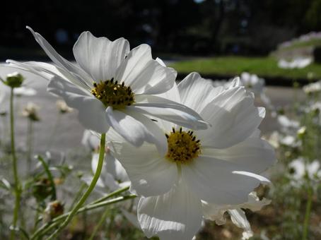 白い秋桜 秋の花,秋の植物,自然の写真素材