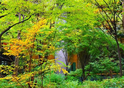 黄色く染まった森の若木 秋,紅葉,11月の写真素材