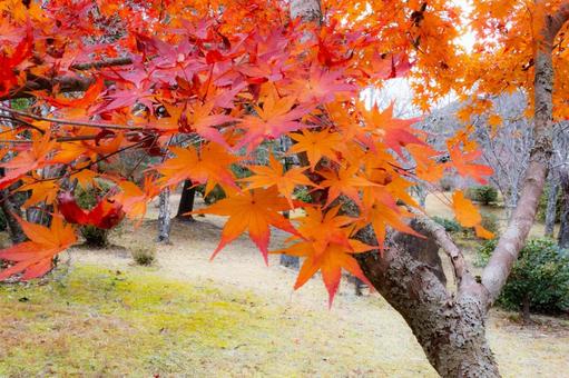 亀山公園の秋(京都市右京区 嵐山) 亀山公園の秋(京都市右京区 嵐山)の写真
