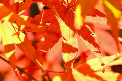 美しく紅葉したもみじの葉 美しく紅葉したもみじの葉 紅葉,もみじ,綺麗の写真素材