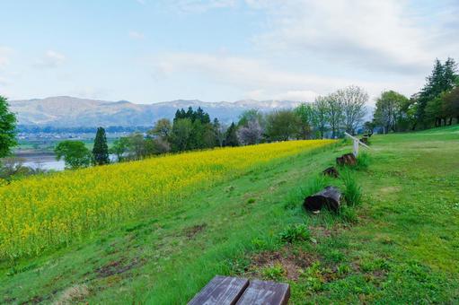 250503飯山市菜の花公園の写真