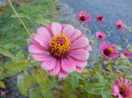 【花の写真】 ヒャクニチソウ（百日草） 百日草,ヒャクニチソウ,植物の写真素材