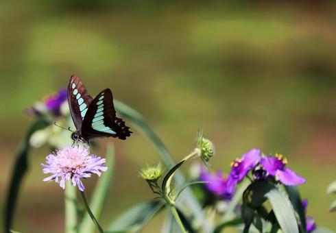 Photo, প্রচলিত মাছি, পরাকাষ্ঠা, আগাছা, 