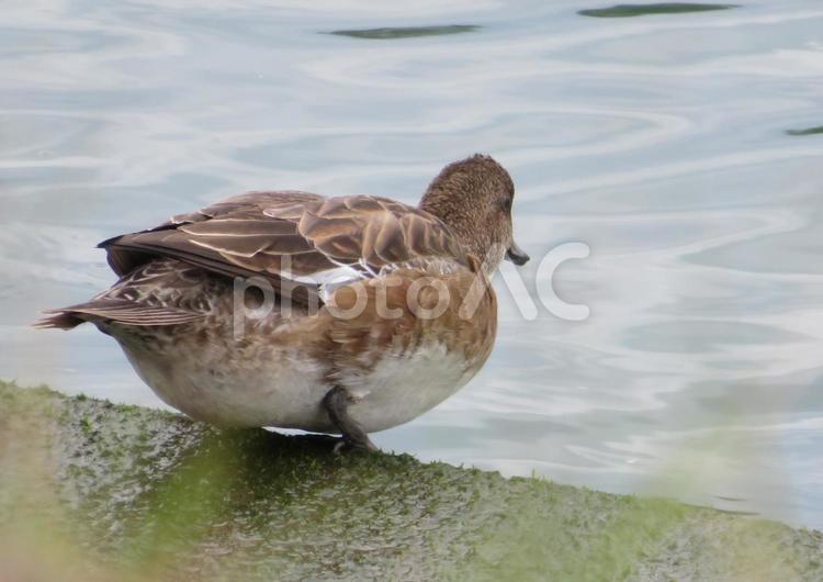 川に入ろうとしているカモの後ろ姿 鳥,動物,野鳥の写真素材