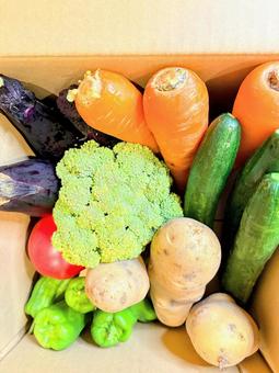 野菜を詰め合わせたダンボール箱 野菜を詰め合わせたダンボール箱の写真