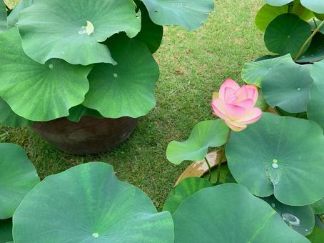 ピンクの蓮の花と水滴 ピンクの蓮の花と水滴 蓮,葉,梅雨の写真素材