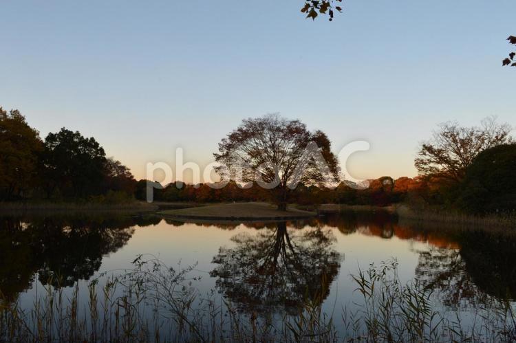 落着きのある秋の公園 すすき,秋,自然の写真素材