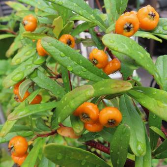 ピラカンサ ピラカンサ,実,植物の写真素材