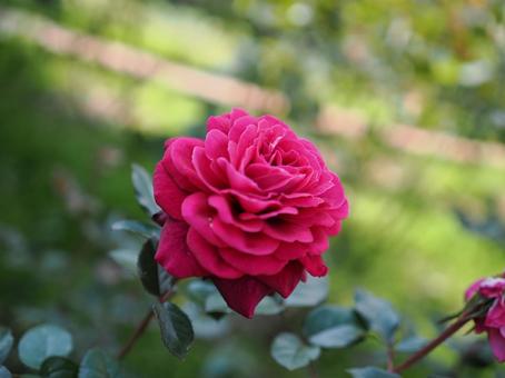 バラ園にて赤い薔薇を撮影しました バラ園にて赤い薔薇を撮影しましたの写真